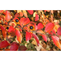 Kiiltotuhkapensas Cotoneaster lucidus Viheraarni