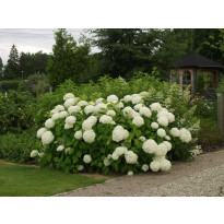 Pallohortensia Hydrangea arborescens Viheraarni Annabelle