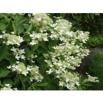 Kuutamohortensia Hudrangea paniculata Viheraarni Praecox
