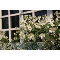 Pikkujasmike Philadelphus x lemoinei-ryhmä