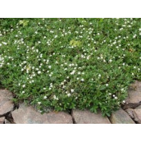 Grönlanninhanhikki Sibbaldiopsis tridentata Nuuk