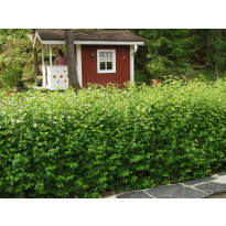 Taikinamarja Ribes alpinum Viheraarni