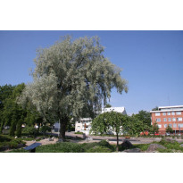 Hopeasalava Salix alba var. Sericea Viheraarni Sibirica