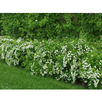Idänvirpiangervo Spiraea chamaedryfolia Viheraarni