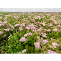 Keijuangervo Spiraea jap. Viheraarni Little Princess