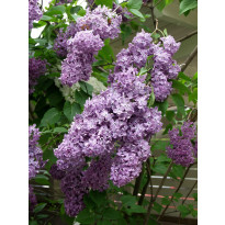 Pihasyreeni Syringa vulgaris Viheraarni