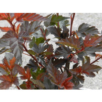 Purppuraheisiangervo Physocarpus opulifolius Viheraarni Diabolo