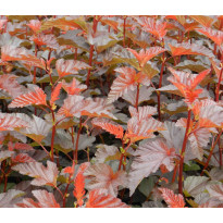 Purppuraheisiangervo Physocarpus opulifolius Viheraarni Lady in Red