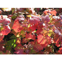 Pikkuherukka Ribes glandulosum Viheraarni Lamoherukka
