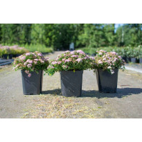Pikkukeijuangervo Spiraea jap. Viheraarni Nana