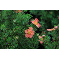 Pensashanhikki Dasiphora fr. Viheraarni Red Ace