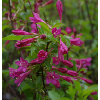 Komeakotakuusama Weigela florida Viheraarni Korea