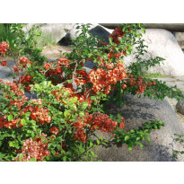 Japaninruusukvitteni Chaenomeles japonica Viheraarni