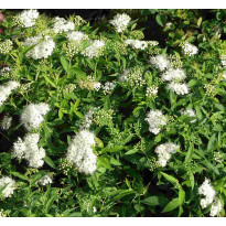 Valkoruusuangervo Spiraea jap. Viheraarni Albiflora