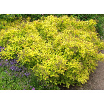 Keltakeijuangervo Spiraea jap. Viheraarni Golden Princess