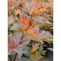 Kupariheisiangervo Physocarpus opulifolius Viheraarni Mindia