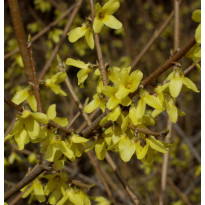 Pikkuonnenpensas Forsythia x intermedia Viheraarni Mini Gold