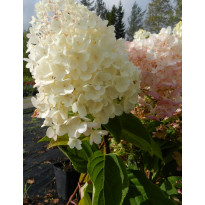 Syyshortensia Hydrangea paniculata Viheraarni Silver Dollar