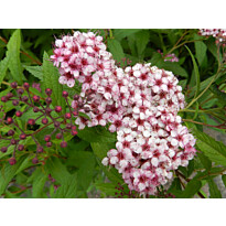 Japaninangervo Viheraarni Spiraea Jap. Sparkling Champagne