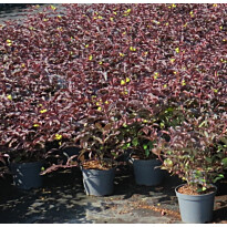 Lamovuohenkuusama Viheraarni Diervilla X Splendens Diva