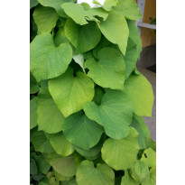 Piippuköynnös Aristolochia macrophylla Viheraarni