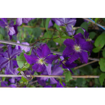 Loistokärhö Clematis Viheraarni Jackmanii