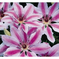 Loistokärhö Clematis Viheraarni Nelly Moser