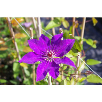 Loistokärhö Clematis Viheraarni The President
