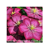 Loistokärhö Viheraarni Clematis Ville De Lyon