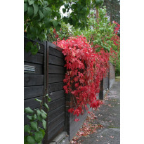 Säleikkövilliviini Parthenocissus inserta Viheraarni