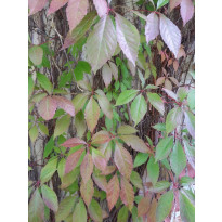 Imukärhivilliviini Parthenocissus quinq. Viheraarni Engelmannii