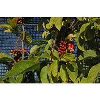 Palsamiköynnös Viheraarni Schisandra Chinensis