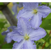 Loistokärhö Clematis Viheraarni Blue Angel