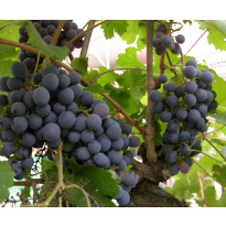 Viiniköynnös Vitis Viheraarni Zilga