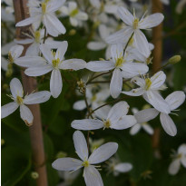 Mantsuriankärhö Clematis mandschurica Viheraarni