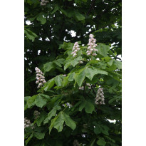 Hevoskastanja Aesculus hippocastanum Viheraarni 150-200