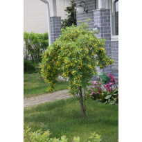 Riippahernepuu Caragana arborescens Viheraarni Pendula 120