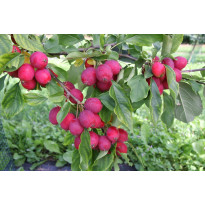Paratiisiomenapuu Malus Viheraarni Dolgo 150-200