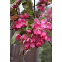 Purppuraomenapuu Malus Viheraarni Kirjailija 150-200