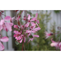 Purppuraomenapuu Malus Viheraarni Royal Beauty 150