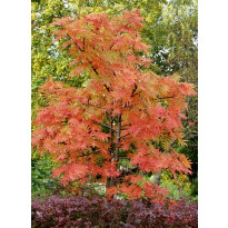 Tuurenpihlaja Sorbus Viheraarni Dodong 150-200