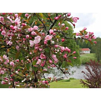 Purppuraomenapuu Viheraarni Malus Kadetti