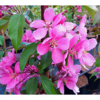 Purppuraomenapuu Malus Viheraarni Wabiscaw 150-200