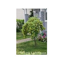 Riippahernepuu Viheraarni Caragana Arborescens Pendula 180-