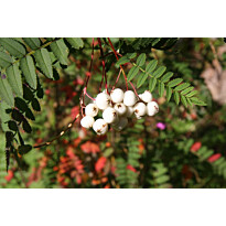 Koruhelmipihlaja Viheraarni Sorbus Koehneana