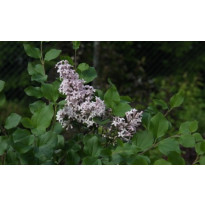 Pikkusyreeni Syringa meyeri Viheraarni Palibin 80