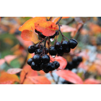 Aronia Melanocarpa