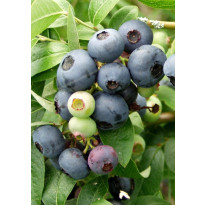 Tarhapensasmustikka Vaccinium Viheraarni North Blue