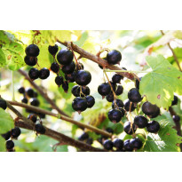 Mustaherukka Ribes nigrum Viheraarni Melalahti