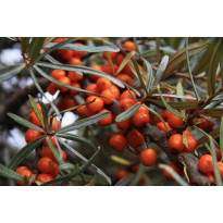 Tyrni emikasvi Hippophae rhamnoides Viheraarni Persikkatyrni